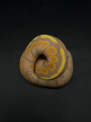 animal image