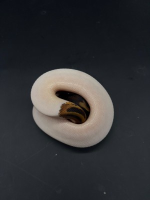 animal image