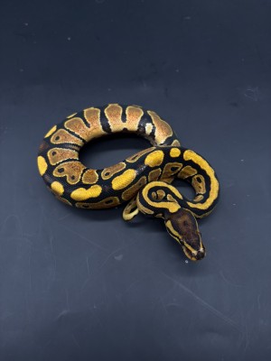 animal image