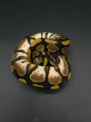 animal image