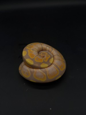 animal image
