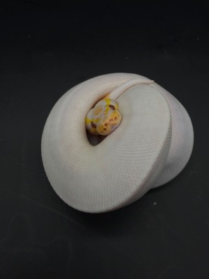 animal image