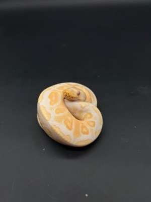animal image