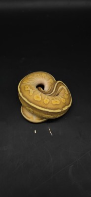 animal image
