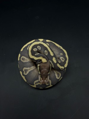 animal image