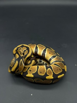 animal image