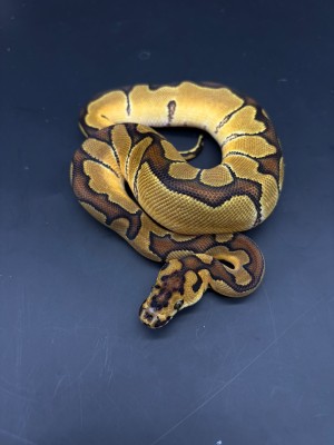 animal image
