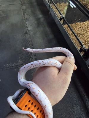animal image