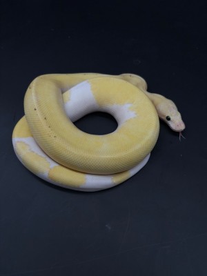 animal image