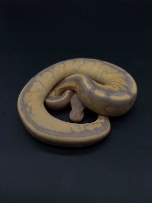 animal image