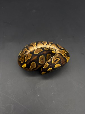 animal image
