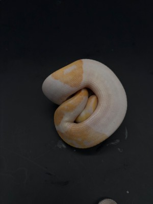 animal image