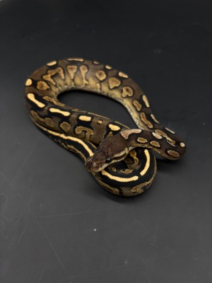 animal image