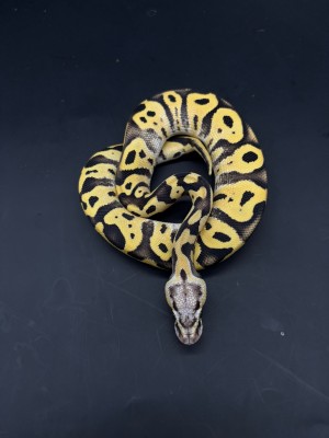 animal image