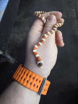 animal image
