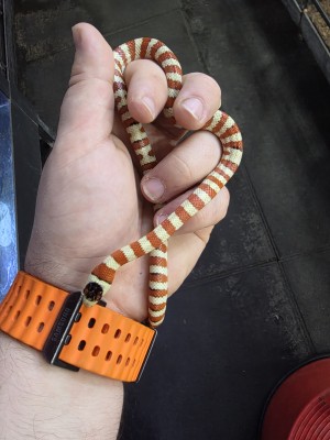 animal image
