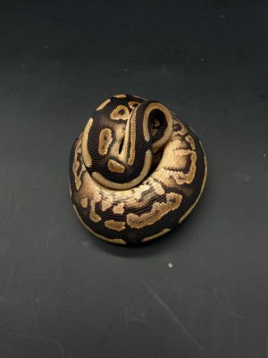 animal image