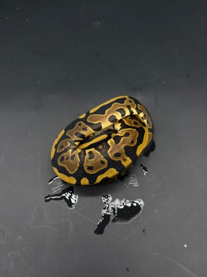 animal image