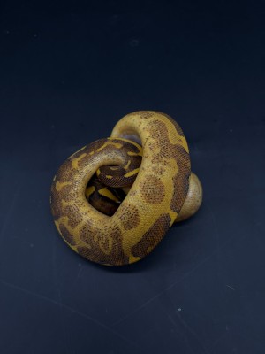 animal image