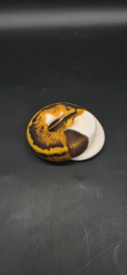 animal image