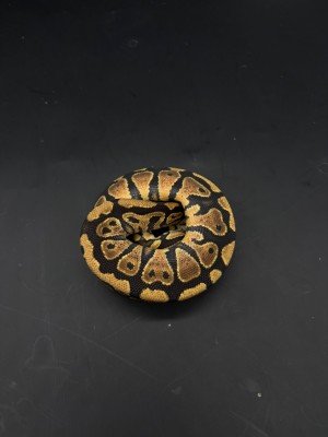 animal image