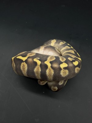animal image