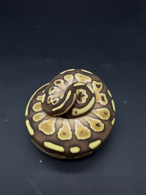 animal image
