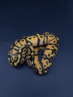 animal image