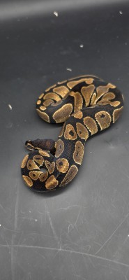 animal image