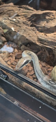 animal image