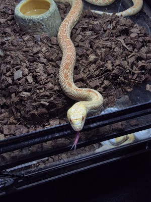 animal image