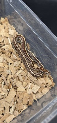 animal image
