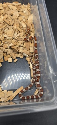 animal image