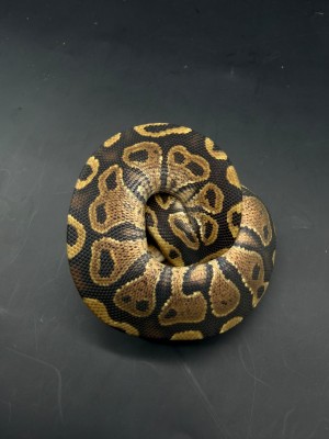 animal image