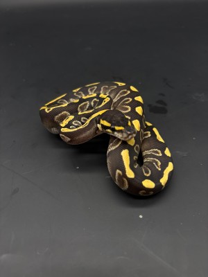 animal image
