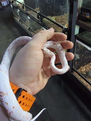 animal image