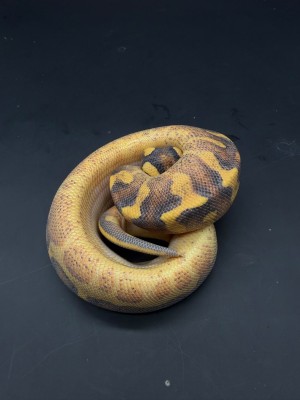 animal image
