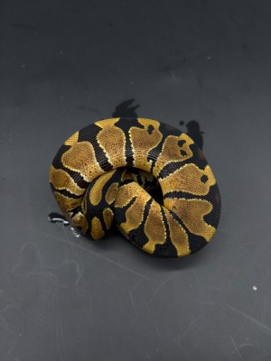 animal image