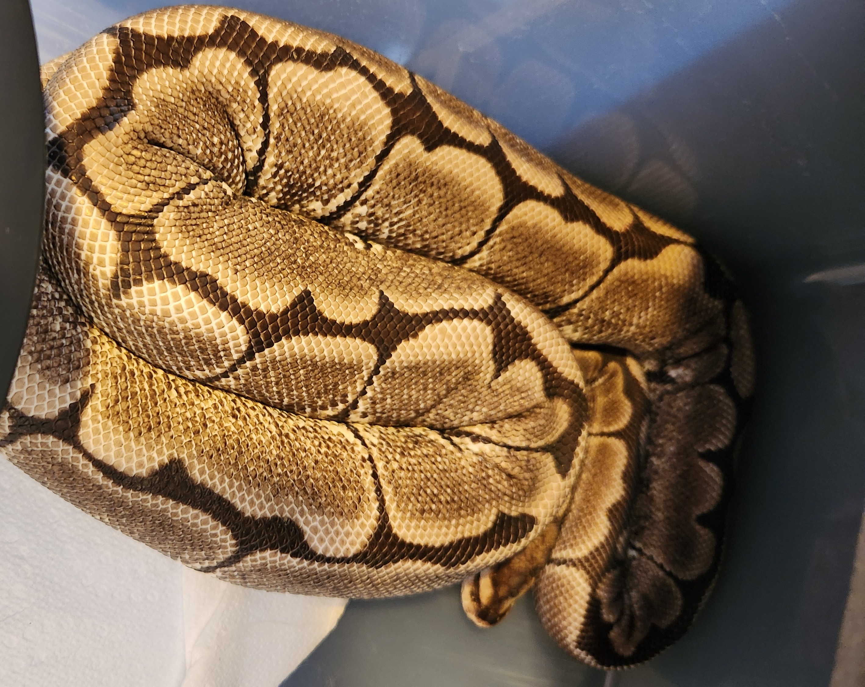 animal image
