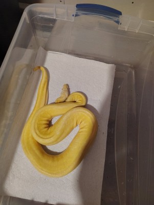 animal image