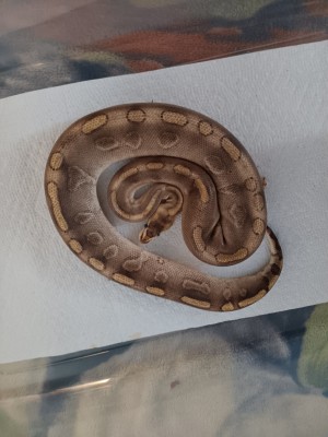 animal image