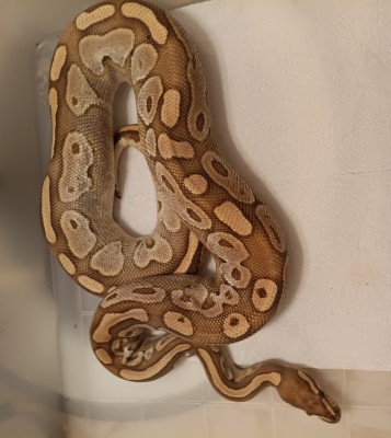 animal image