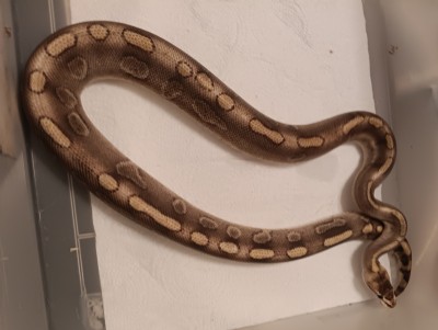 animal image