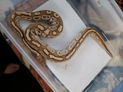 animal image