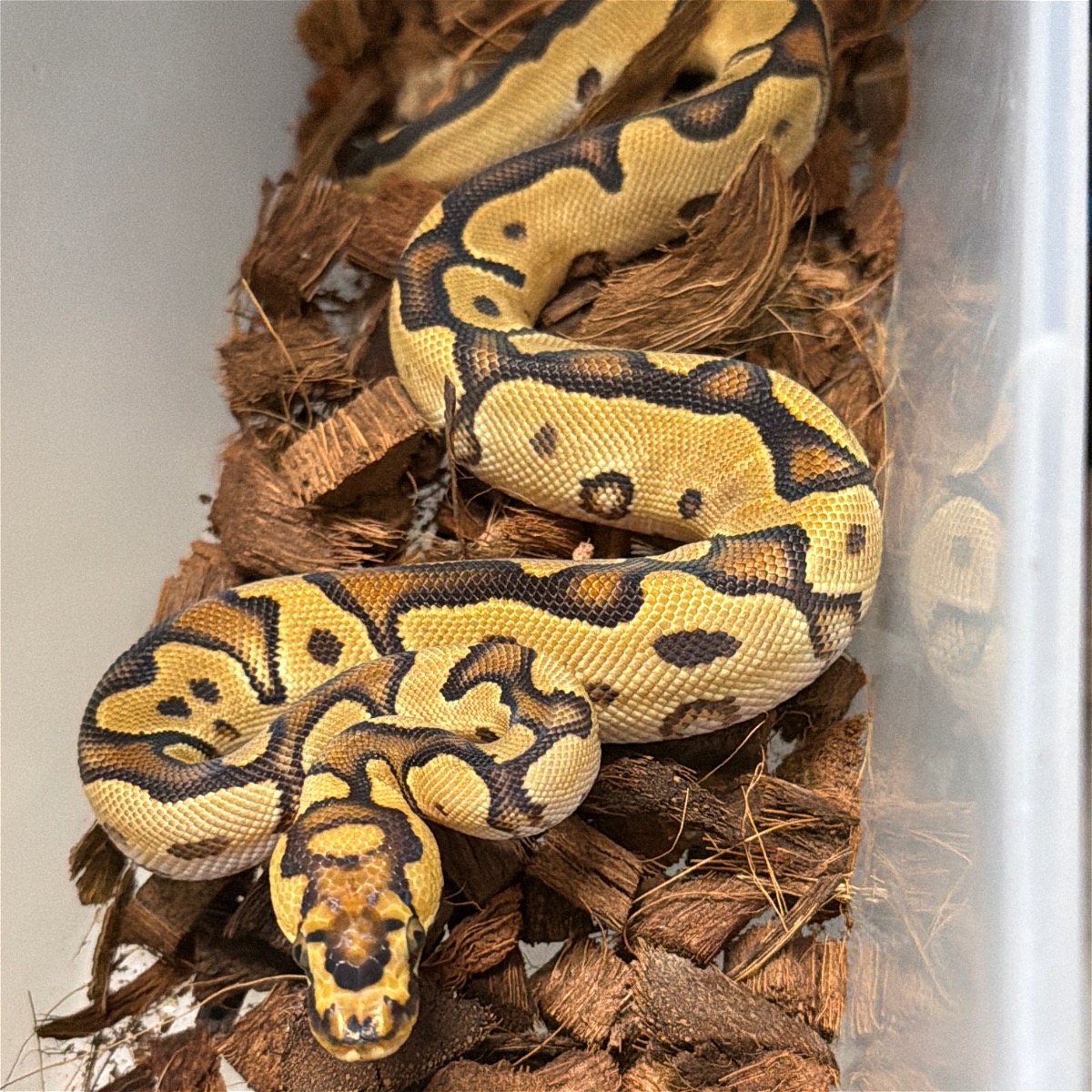 Kaa