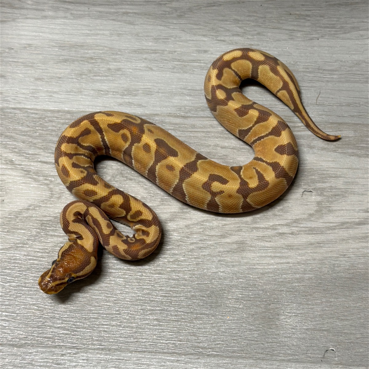animal image