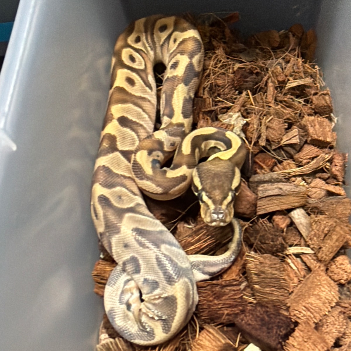 animal image