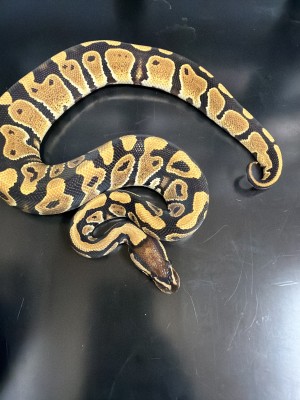 animal image