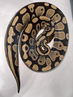 animal image