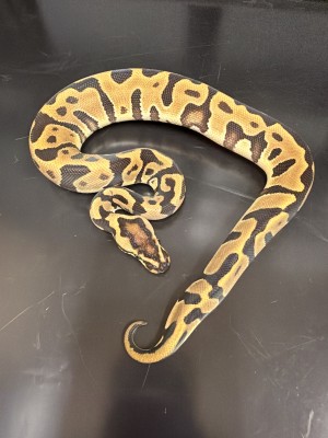 animal image